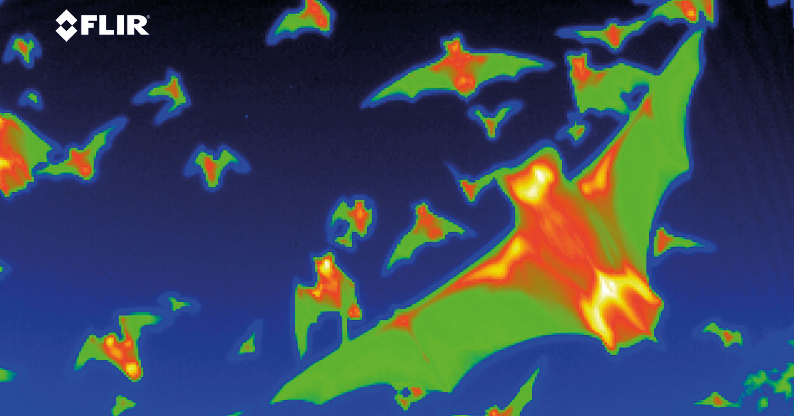 CAMÉRA THERMIQUE : LES NUISIBLES DANS LE ROUGE - Etoile3d